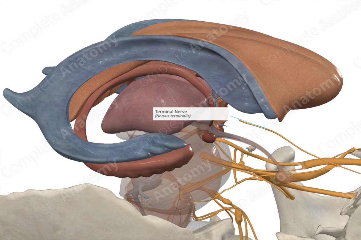 Terminal Nerve Complete Anatomy