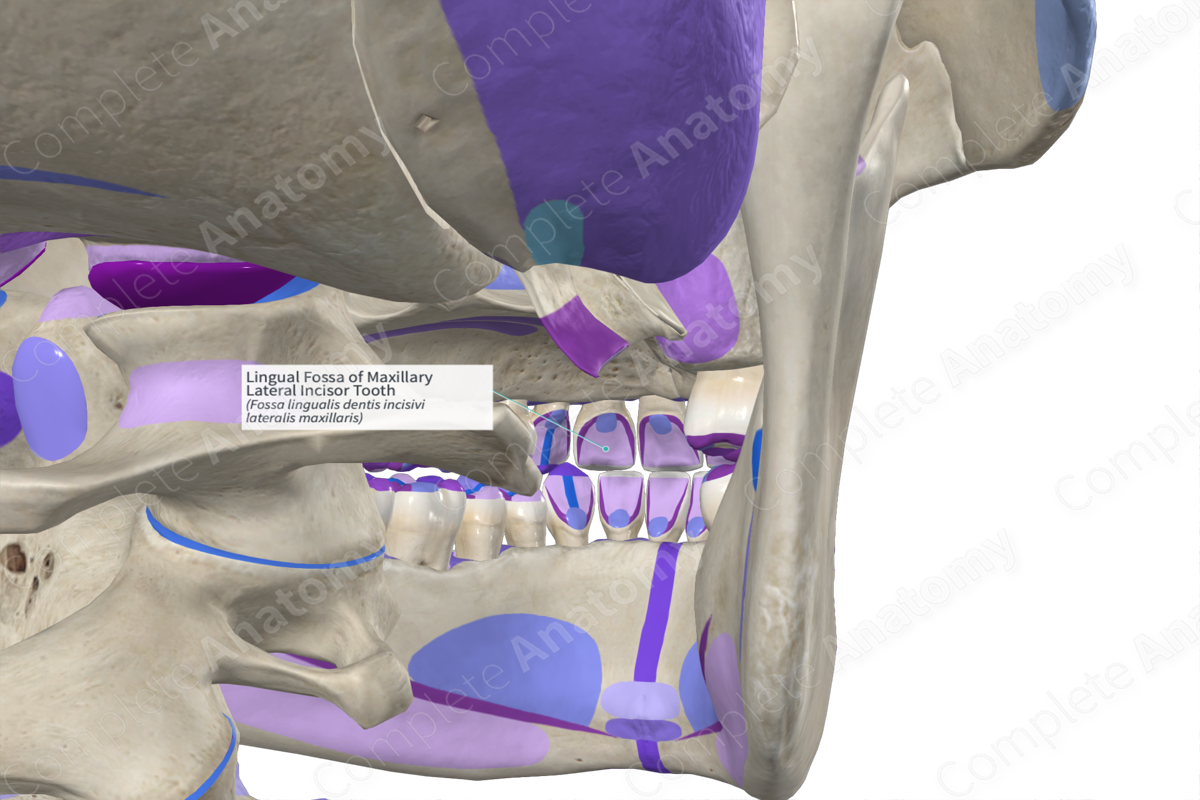 Lingual Fossa of Maxillary Lateral Incisor Tooth | Complete Anatomy