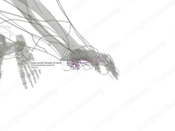 Deep Lymph Vessels of Hand (Left)