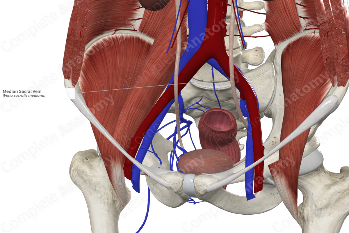 Median Sacral Vein