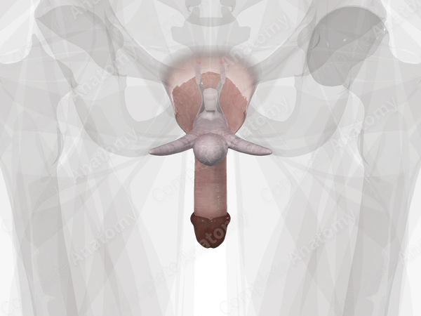 Penis