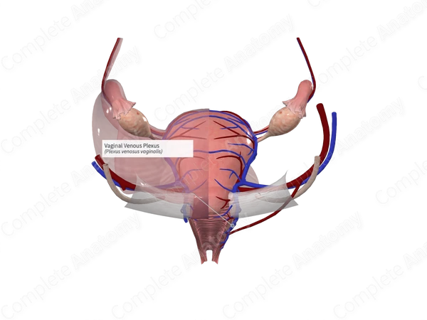 Vaginal Venous Plexus