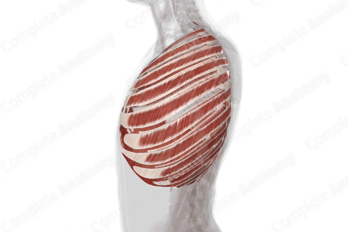 Muscles of Thorax