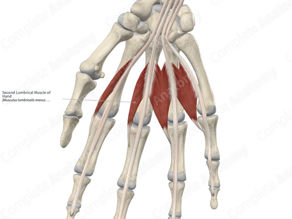 Second Lumbrical Muscle of Hand 