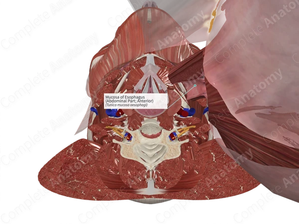 Mucosa of Esophagus (Abdominal Part; Anterior)