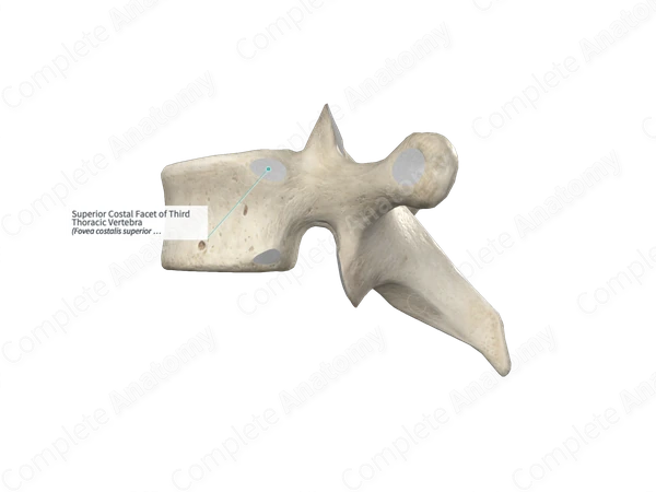 Superior Costal Facet of Third Thoracic Vertebra