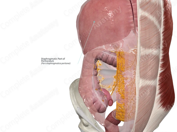 Diaphragmatic Part of Peritoneum