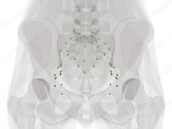 Parietal Pelvic Lymph Nodes
