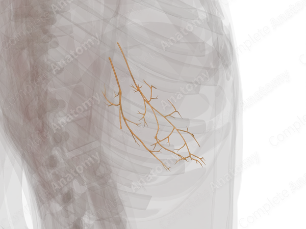 Vagal Part of Autonomic Division