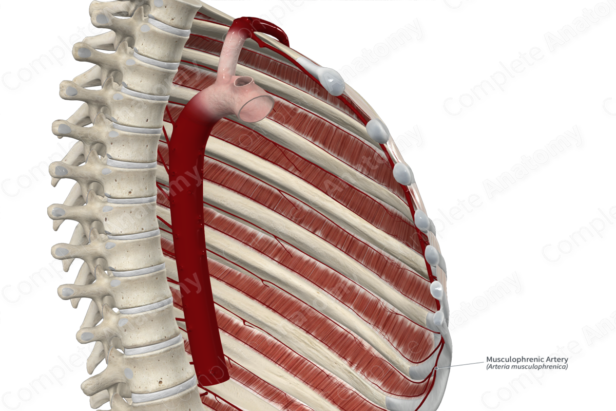 Musculophrenic Artery 