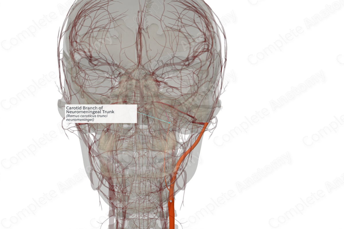 Carotid Branch of Neuromeningeal Trunk (Right)