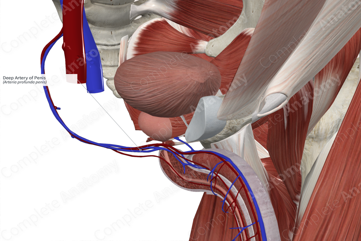 Deep Artery of Penis | Complete Anatomy