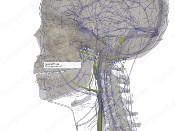 Parotid Veins (Left)