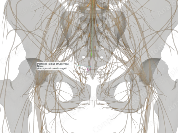 Posterior Ramus of Coccygeal Nerve (Right)
