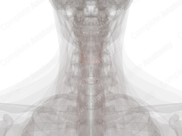 Extrinsic Ligaments and Membranes of Larynx