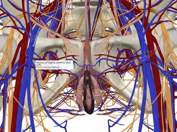 Mucosa of Vagina (Anterior Wall; Left)