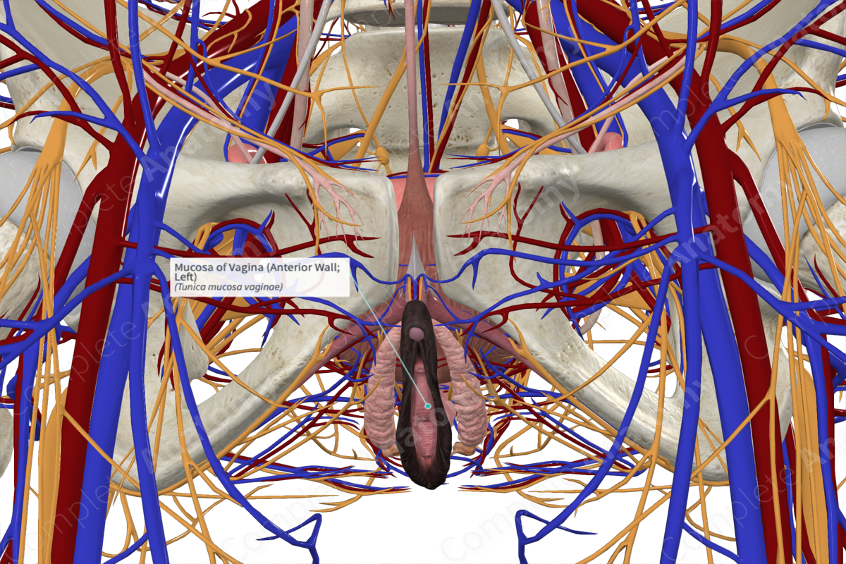 Mucosa of Vagina (Anterior Wall; Left)