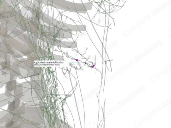 Right Gastroomental Nodes