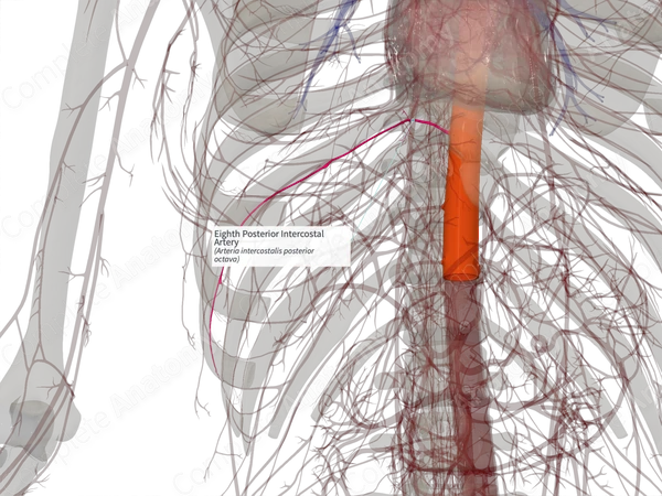 Eighth Posterior Intercostal Artery (Right)