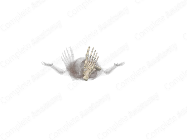 Bones of Free Part of Lower Limb (Left)