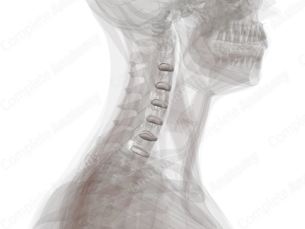 Intervertebral Symphysis (Cervical)