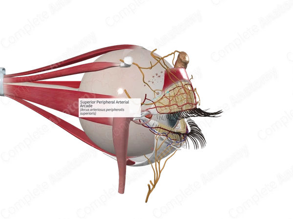 Superior Peripheral Arterial Arcade