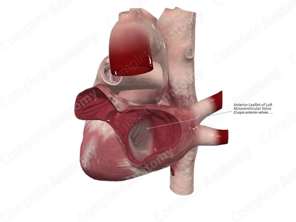 Anterior Leaflet of Left Atrioventricular Valve