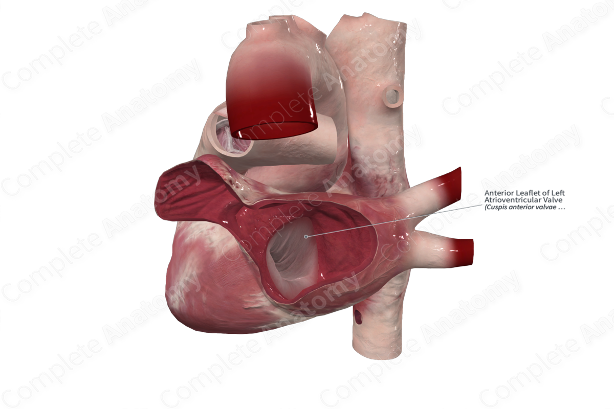 Anterior Leaflet of Left Atrioventricular Valve