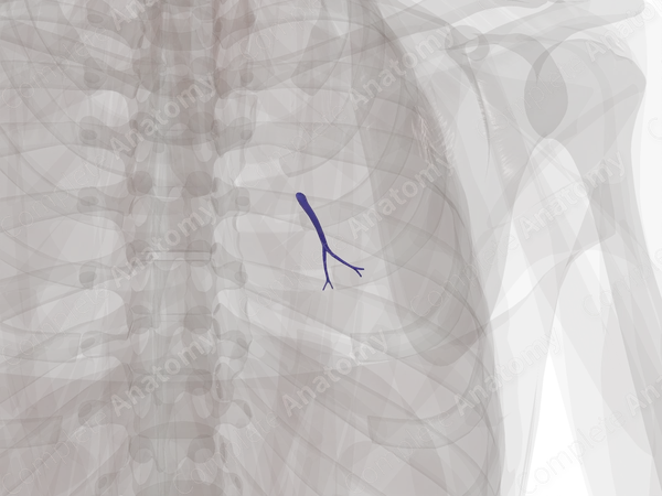Pulmonary Arteries of Middle Lobe of Right Lung