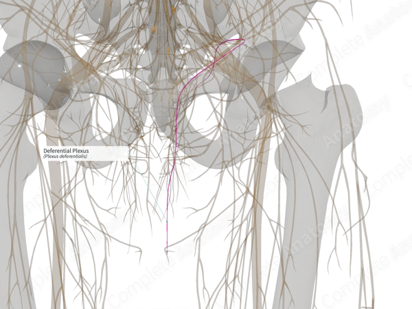 Deferential Plexus (Right)