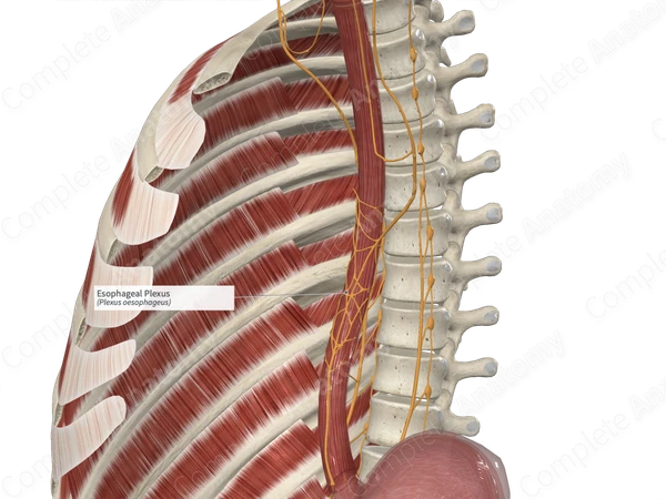 Esophageal Plexus