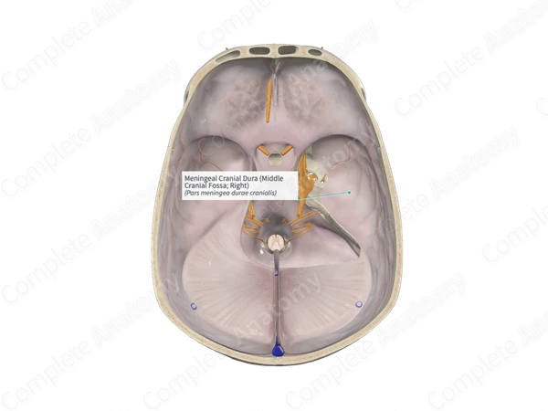Meningeal Cranial Dura (Middle Cranial Fossa; Right)