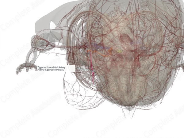 Zygomaticoorbital Artery (Left)