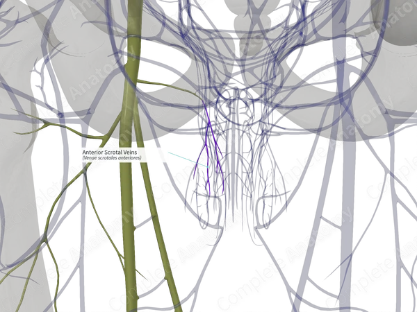 Anterior Scrotal Veins (Right)
