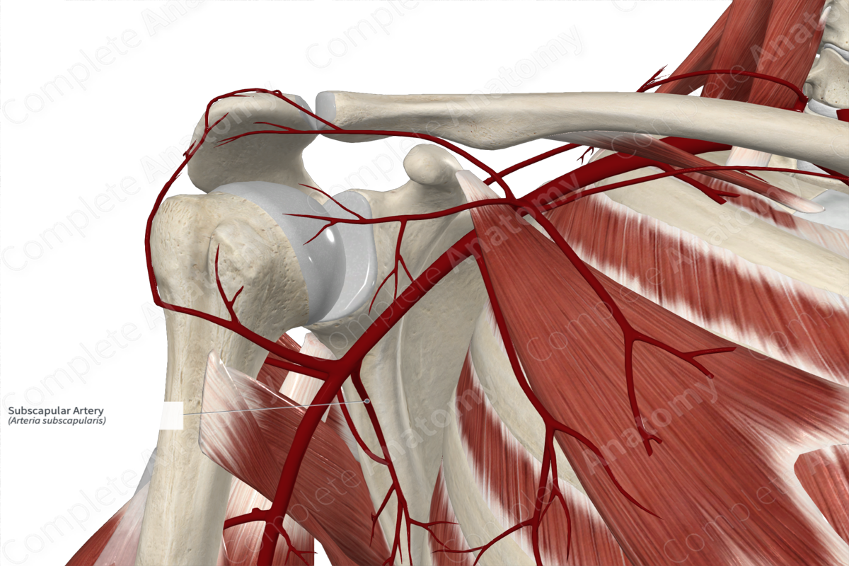 Subscapular Artery 