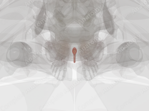 Female Urethra