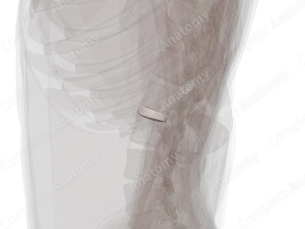 Intervertebral Symphysis (L1-L2)