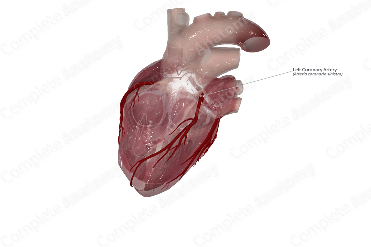 Left Coronary Artery