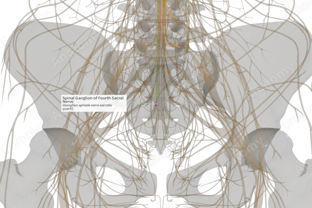 Spinal Ganglion of Fourth Sacral Nerve (Left)
