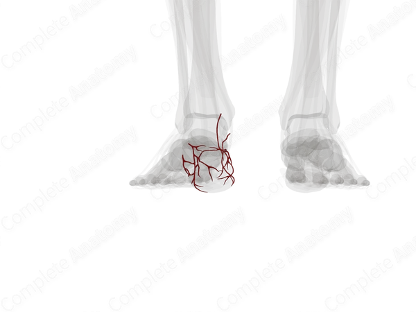 Calcaneal Anastomosis (Left)