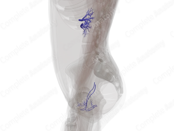 Veins of Urinary System
