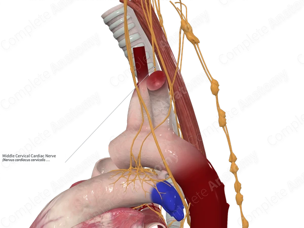 Middle Cervical Cardiac Nerve