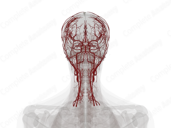 Arteries of Head & Neck