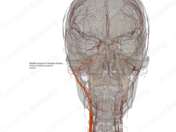 Middle Superior Alveolar Artery (Left)