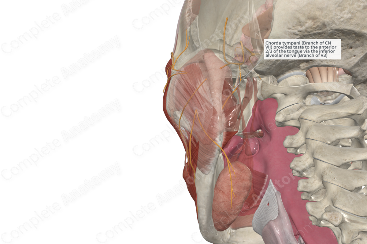 Chorda Tympani Complete Anatomy