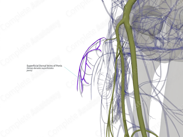 Superficial Dorsal Veins of Penis (Right)