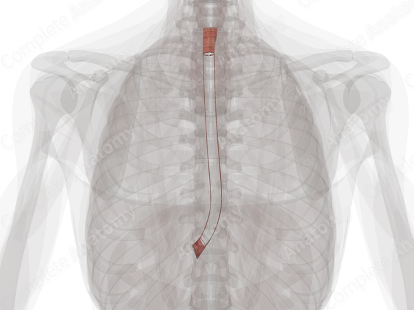 Circular Muscular Layer of Esophagus
