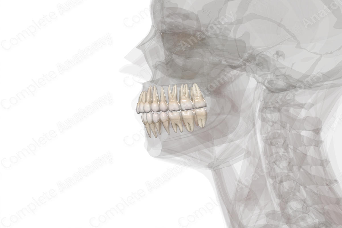 Teeth | Complete Anatomy