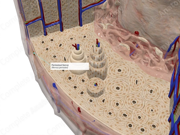 Periosteal Nerve Complete Anatomy