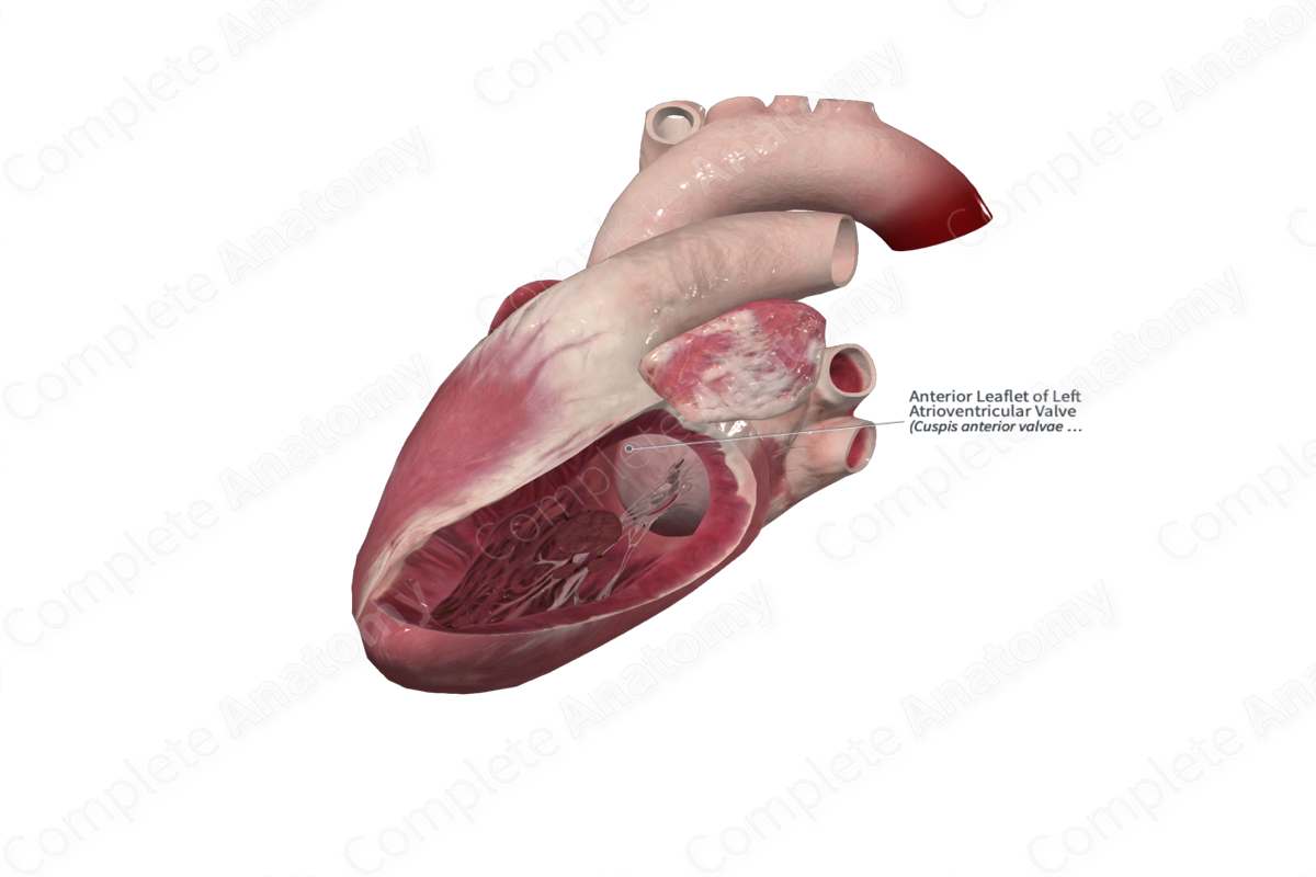 Anterior Leaflet of Left Atrioventricular Valve